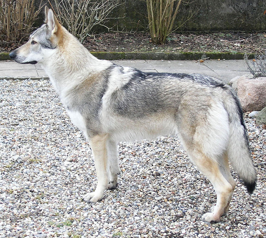 Wolf Hybrid Facts Information About The Wolfdog